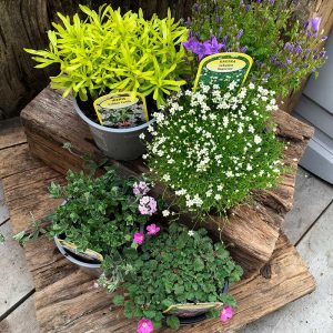 Alpine Collection