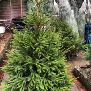 Christmas Trees