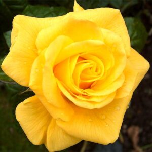 Bush Rose Golden Wedding