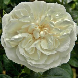 Shrub Rose Macmillan Nurse