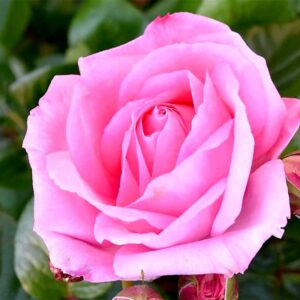 Bush Rose Mum in a Million