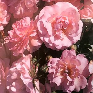 Bush Rose Happy Retirement