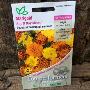Marigold Boy O Boy Mixed