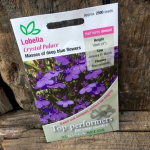 Lobelia Crystal Palace