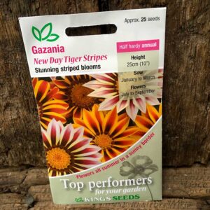 Gazania New Day Tiger Stripes