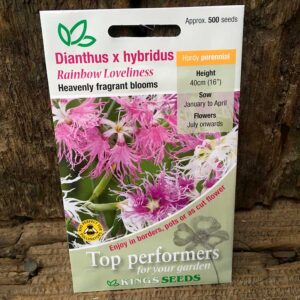Dianthus x hybridus Rainbow Loveliness