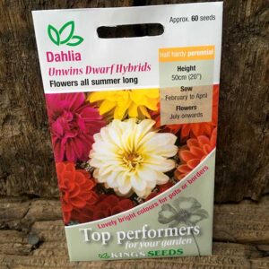 Dahlia Unwins Dwarf