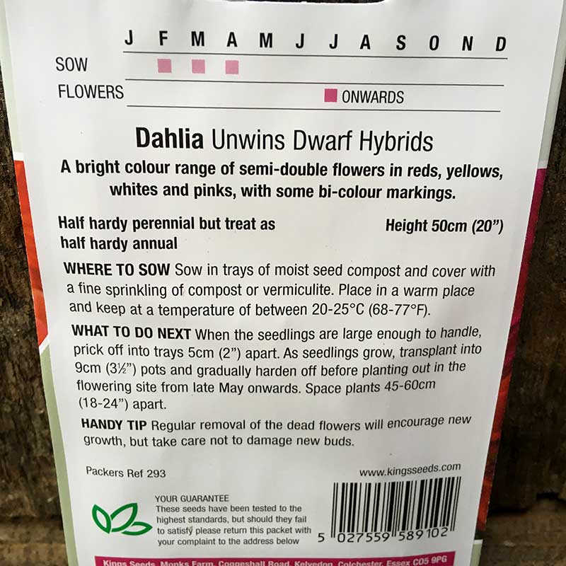 Dahlia Unwins Dwarf - Image 2