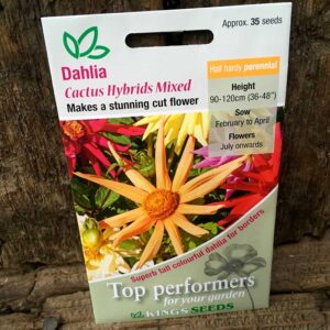 Dahlia Cactus Mixed
