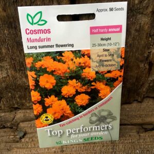 Cosmos sulphureus Mandarin