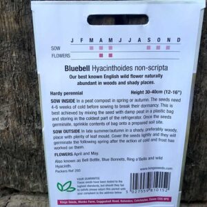 Bluebell (Hyacinthoides non-scripta)