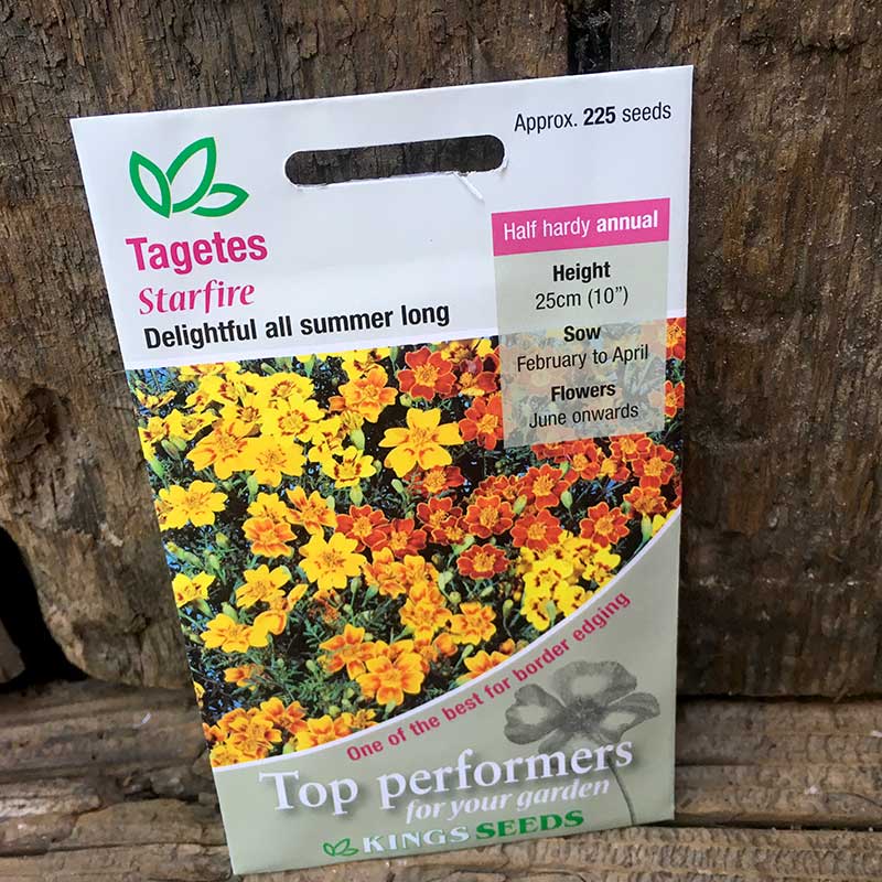 Tagetes Starfire