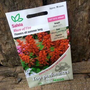 Salvia – Blaze of Fire