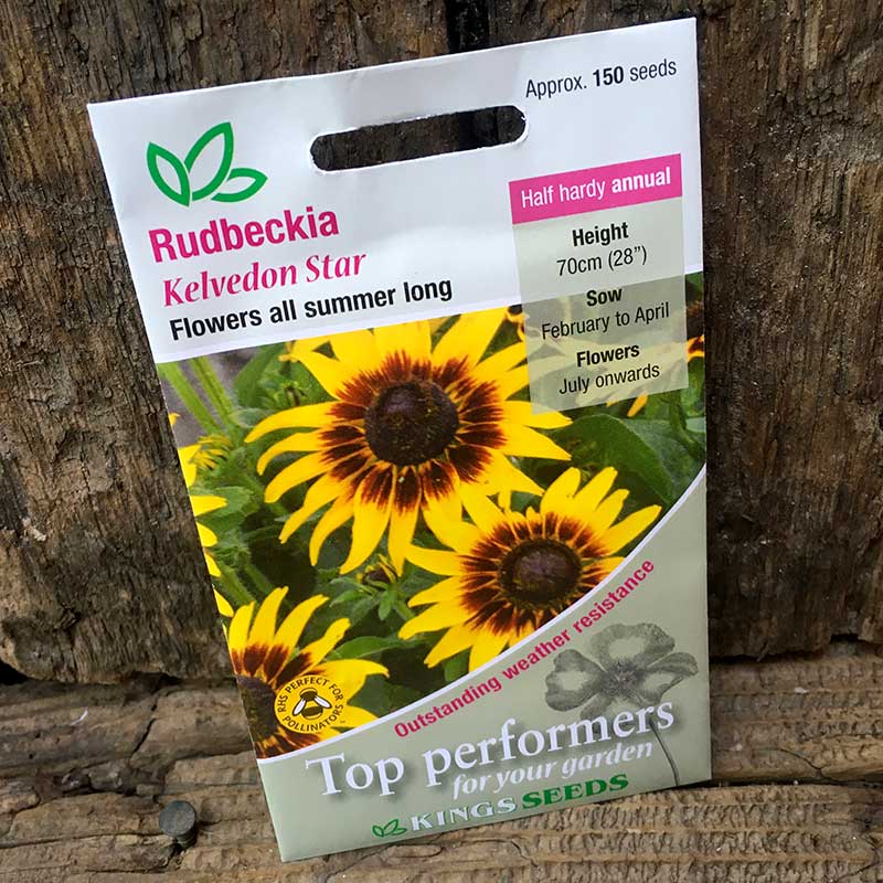 Rudbeckia hirta Kelvedon Star