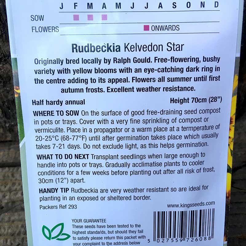 Rudbeckia hirta Kelvedon Star - Image 2