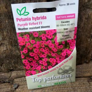 Petunia Trailing Purple Velvet F1