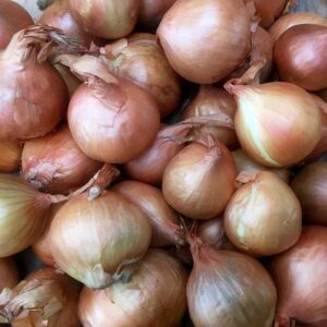 Onion & Shallot Sets