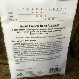 Dwarf French Bean Amethyst