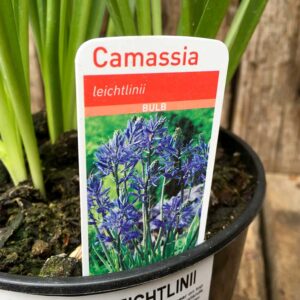 Camassia Leichtlinii