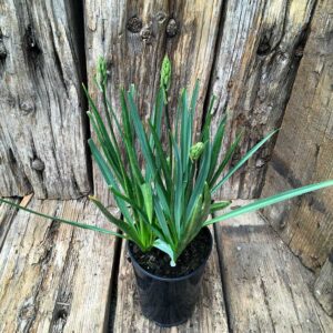 Camassia Leichtlinii