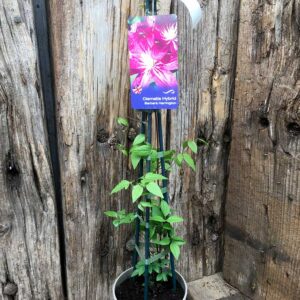 Clematis Barbara Harrington