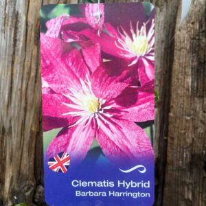Clematis Barbara Harrington