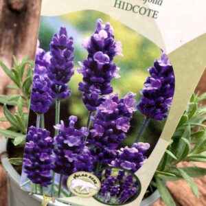 Lavender Hidcote