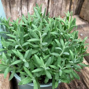 Lavender Hidcote