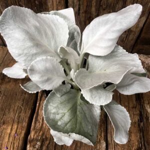 Senecio Angel Wings