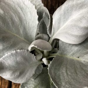 Senecio Angel Wings