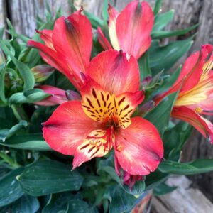 Perennials
