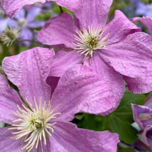 Climbing Plants