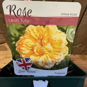 Leah Tutu (Shrub Rose)