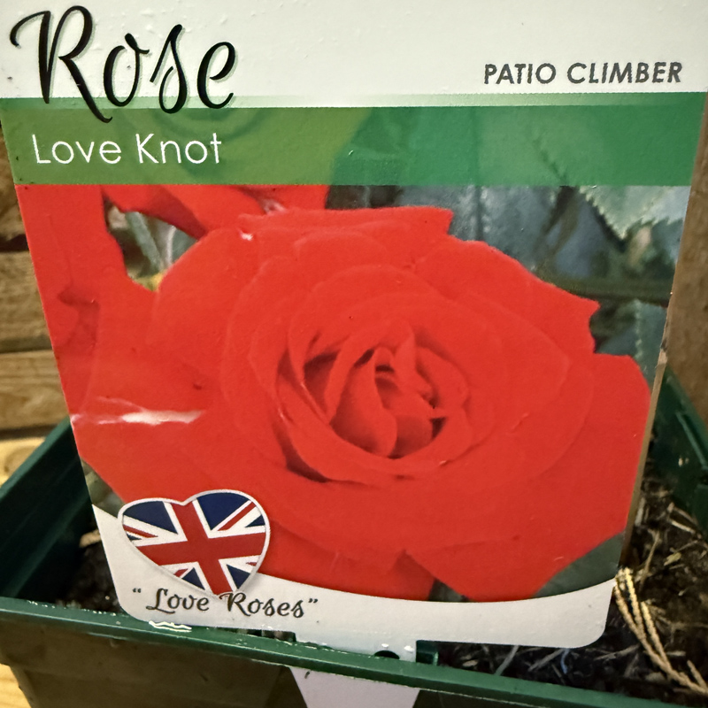Love Knot (Patio Climber)